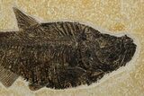 Beautiful Fossil Fish (Diplomystus) - Ready To Hang On Wall #299816-2